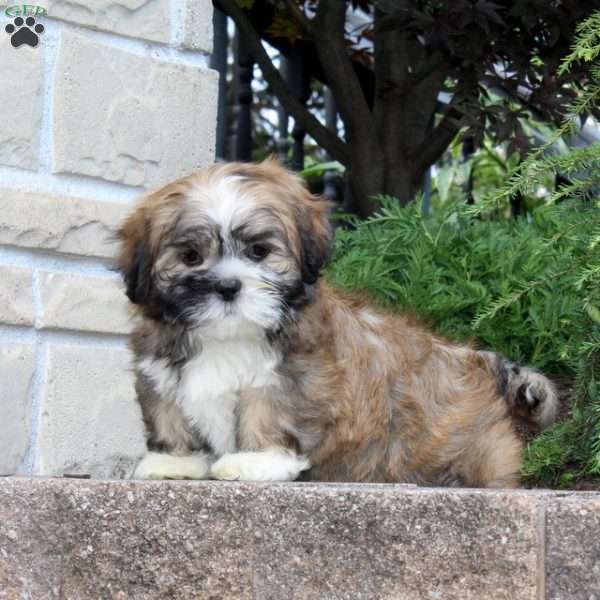 Honey Nut, Lhasa Apso Mix Puppy